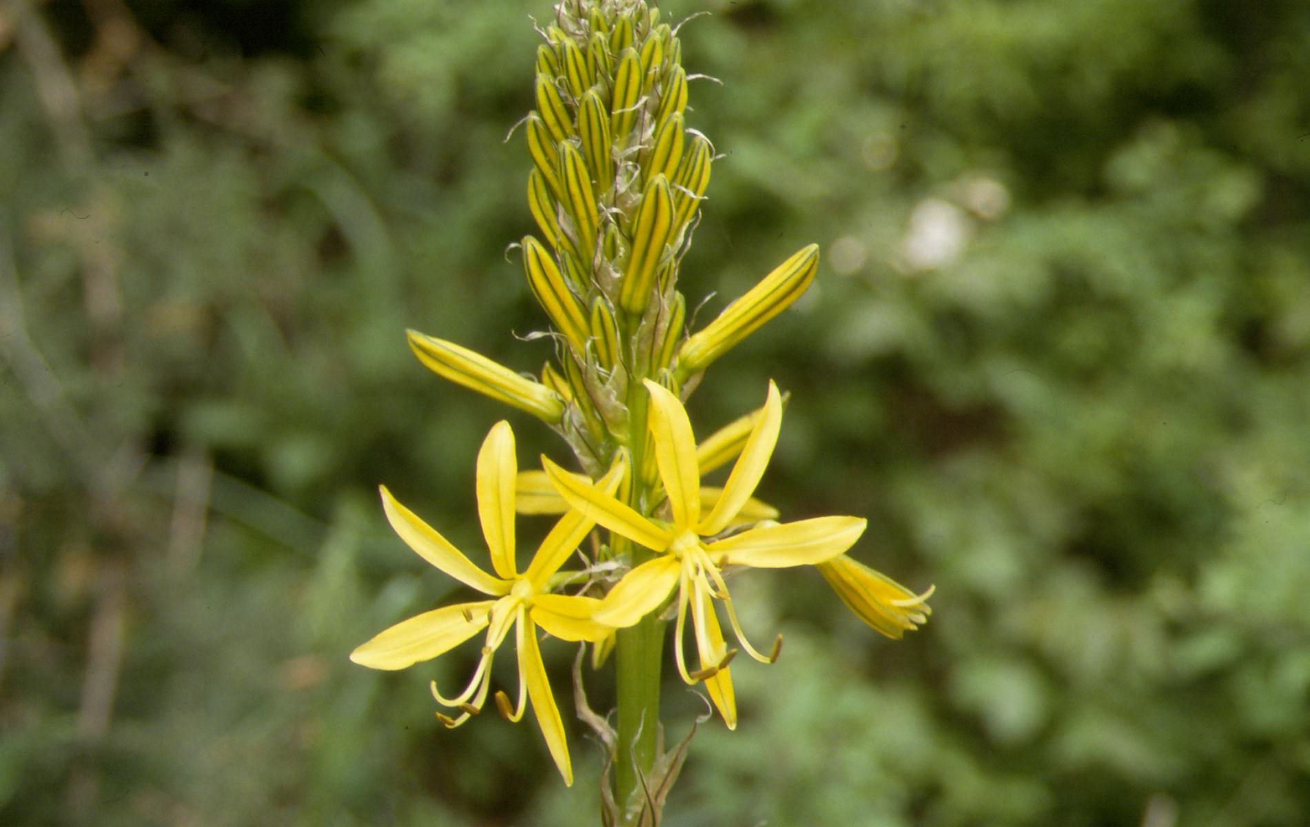 Asphodeline lutea in Abruzzo